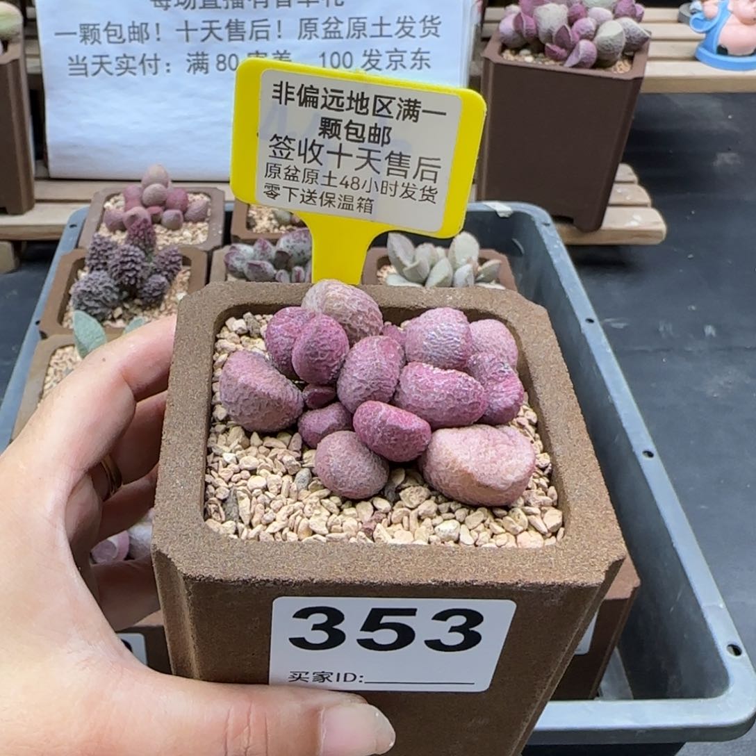 353夏娃多肉植物