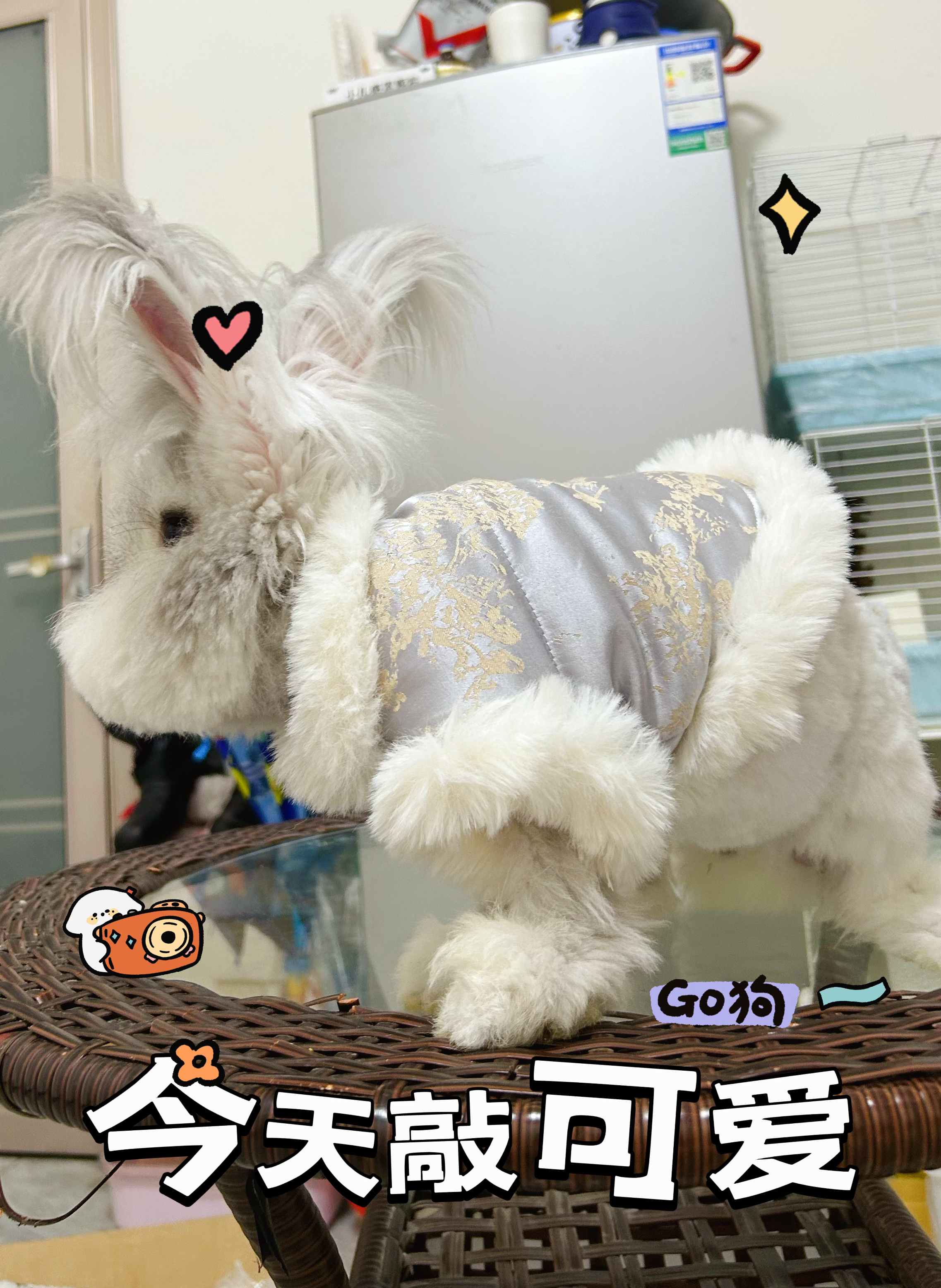 秋冬加厚宠物狗狗猫咪衣服兔子棉衣国风款