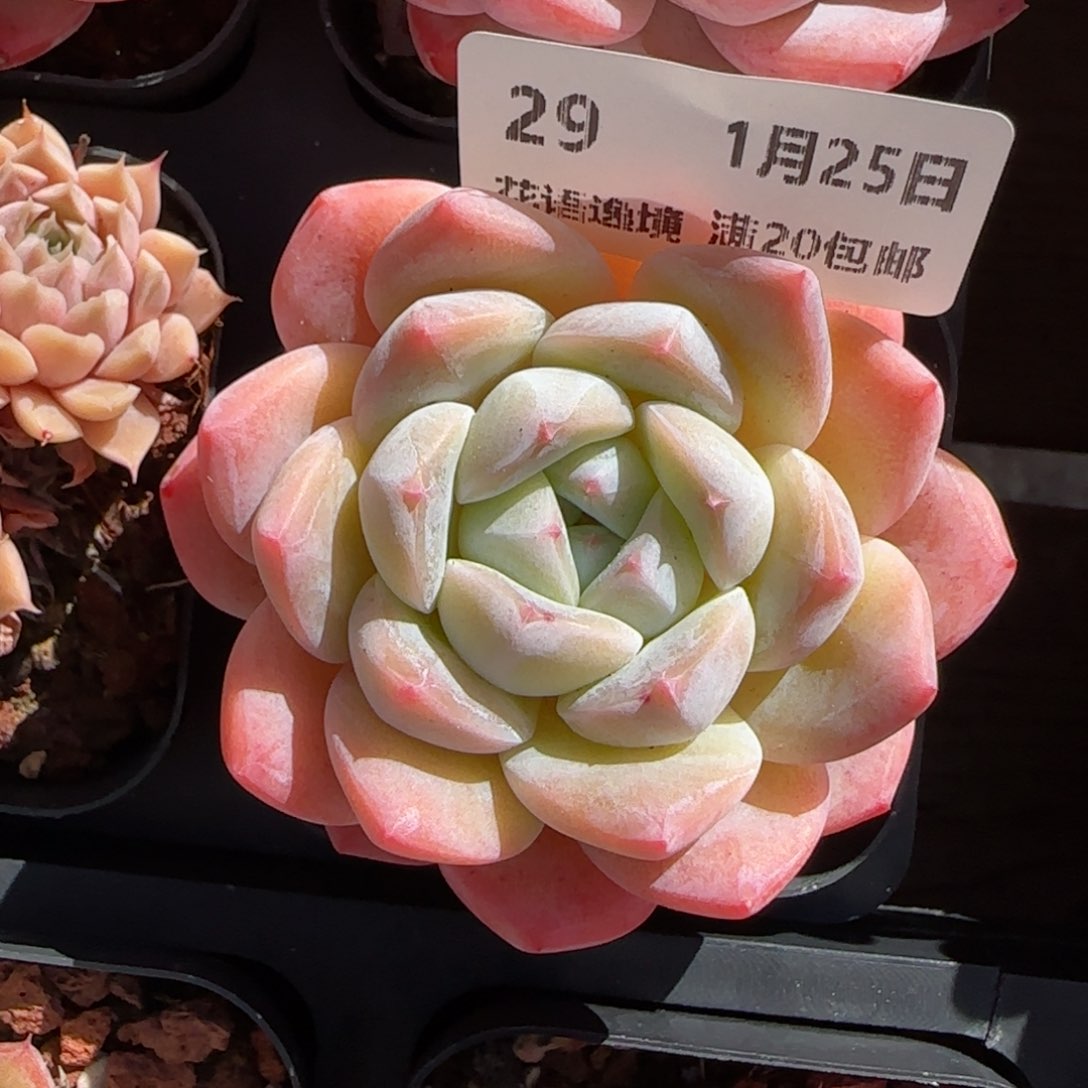 花语逸境0125-29软糖