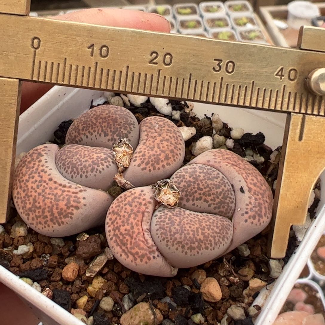 粉碧琉璃多肉植物百科