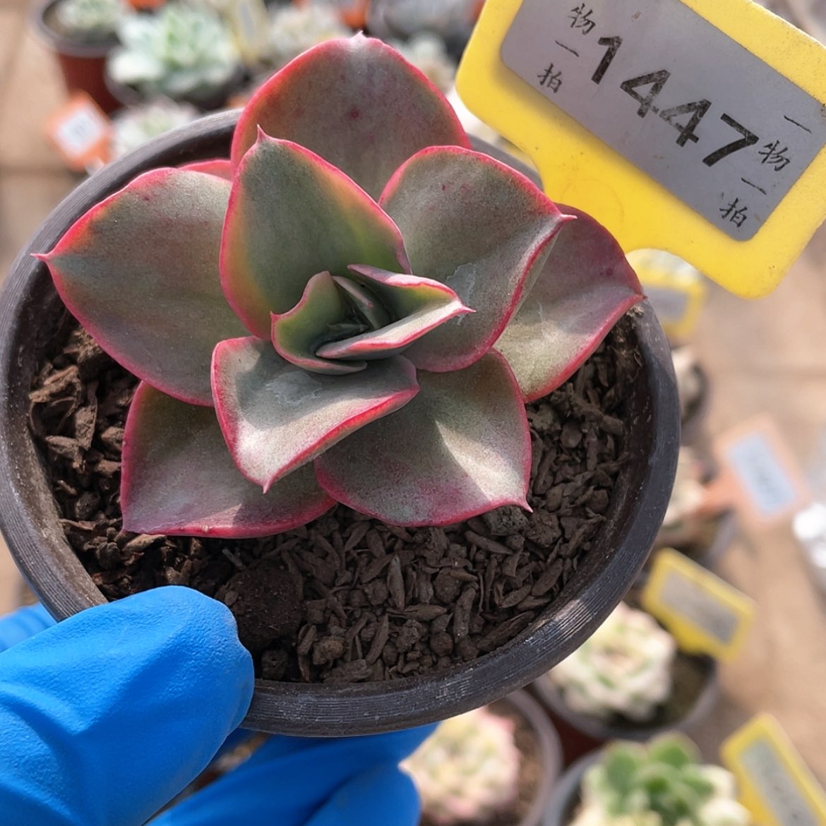 【闪购商品】1447号