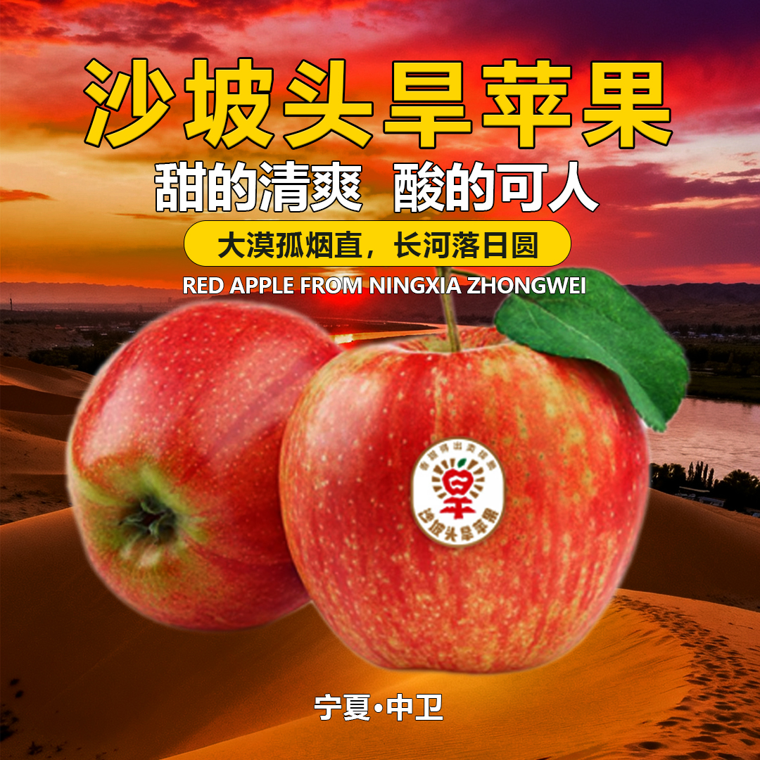 宁夏沙坡头旱苹果