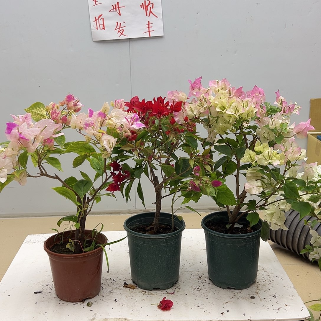 大部分花苞少量开放斑红英，紫桑巴，绿樱组合
