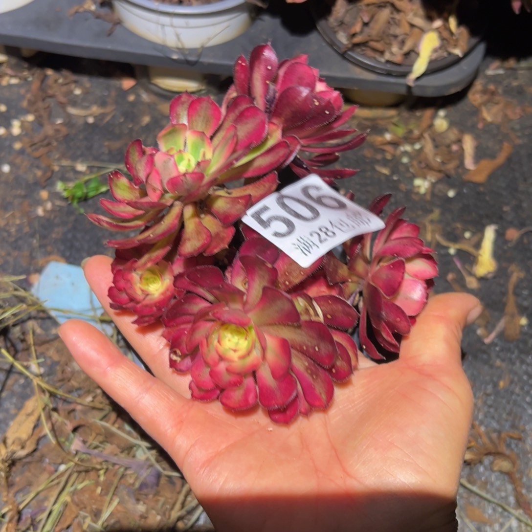 多肉植物506无售后