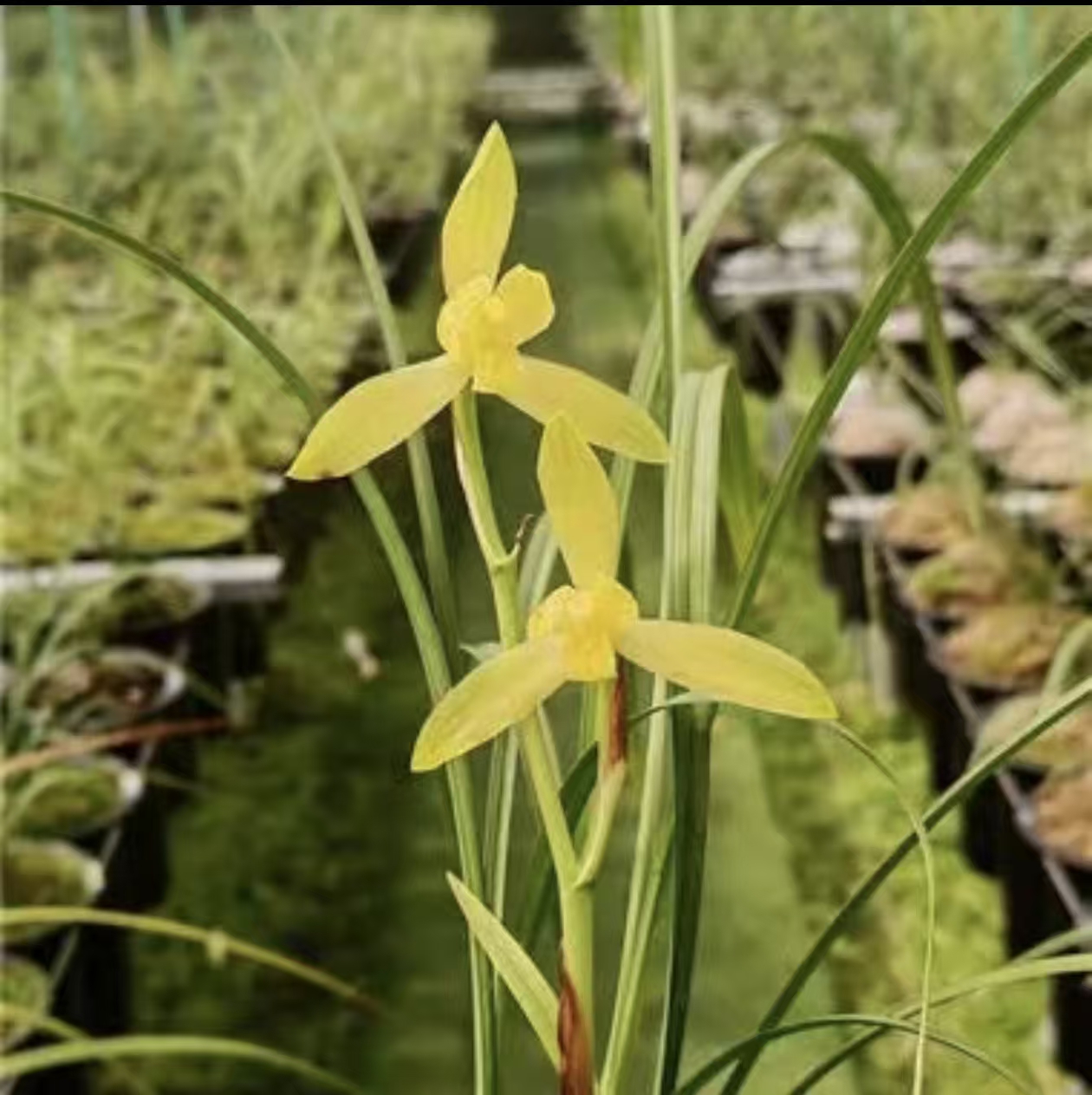 春剑老种 传统名品 留珍芽黄