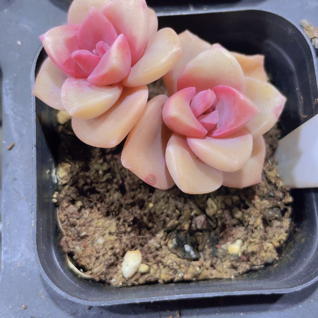 飘枝彩虹糖e081一物一拍