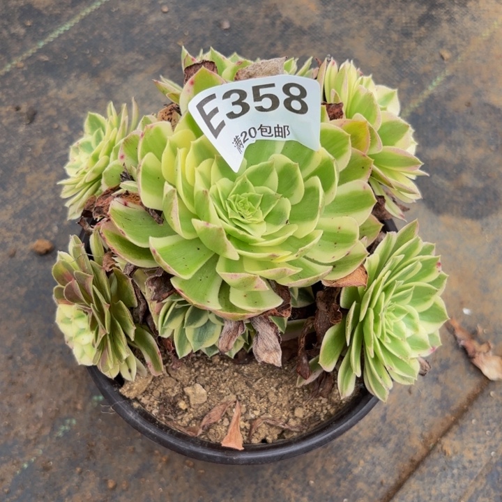 瑞妈多肉植物，358海王