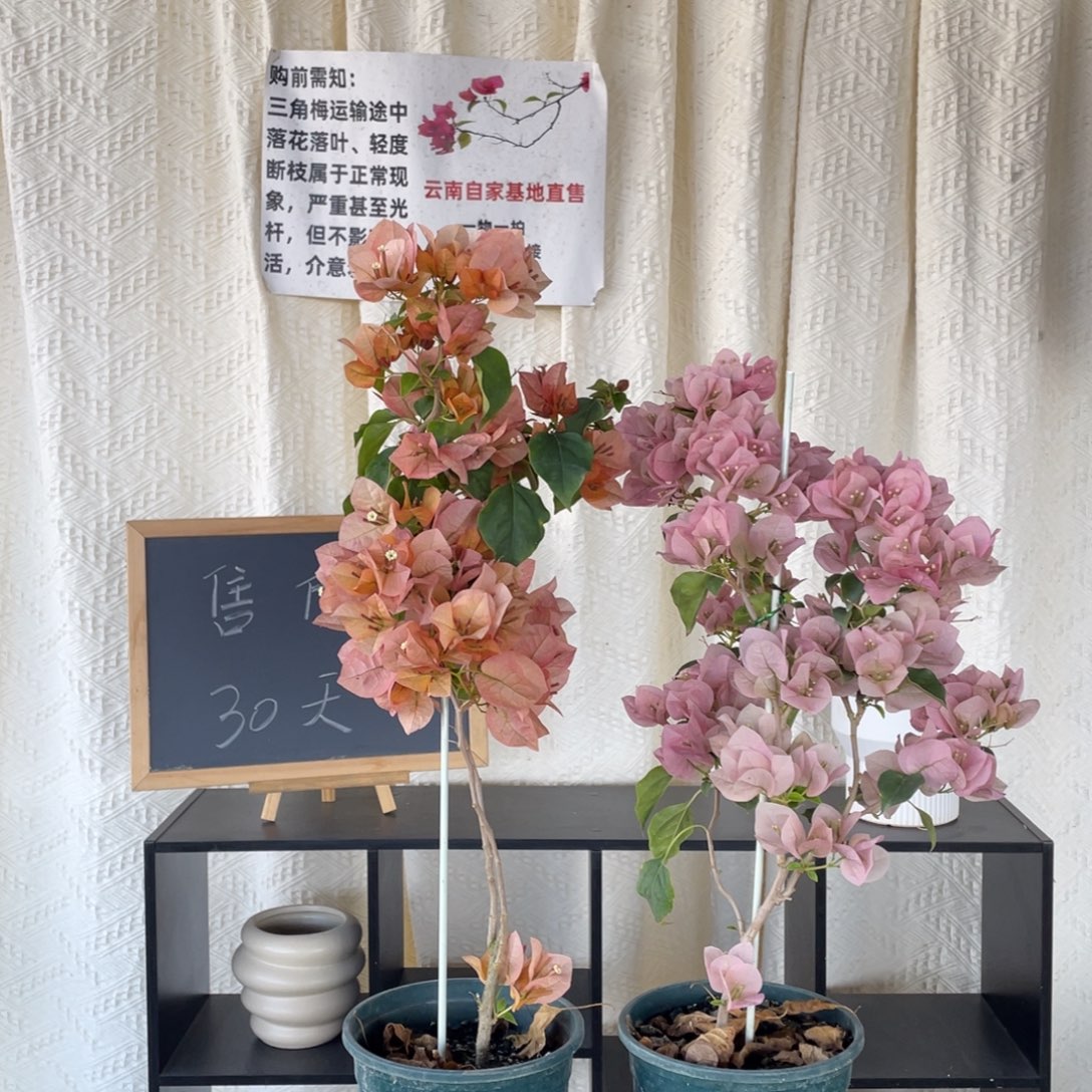 全部花朵日落+暗斑丽人