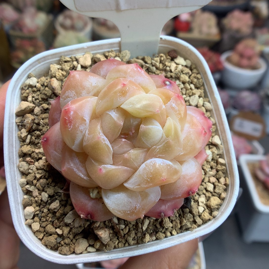 316新年快乐秘境冰魄多肉