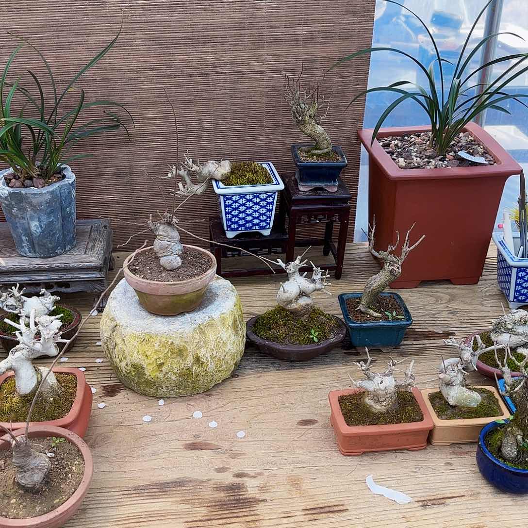 ?****?小叶榔榆微盆景