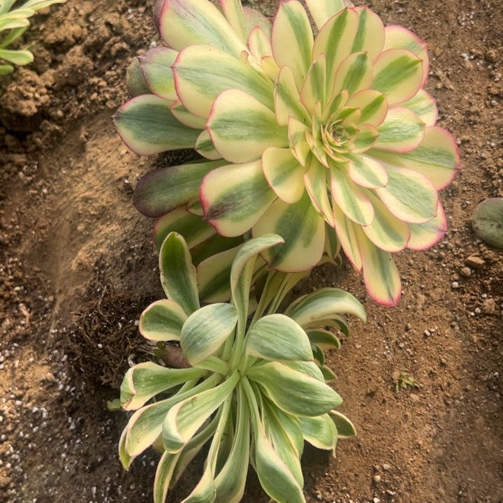 多肉植物利栀➕清莲不售后