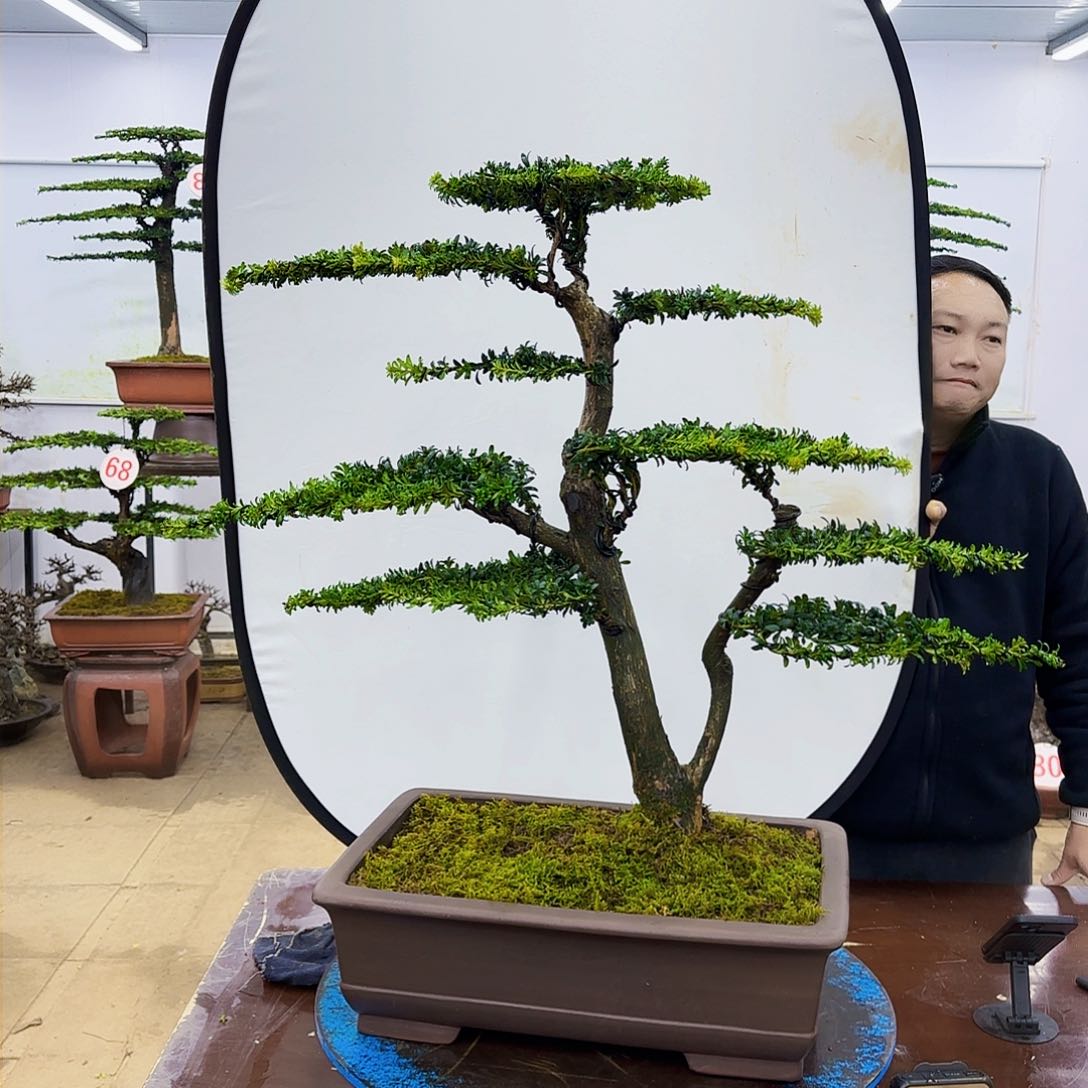 盆景欢迎大家一起来捡漏