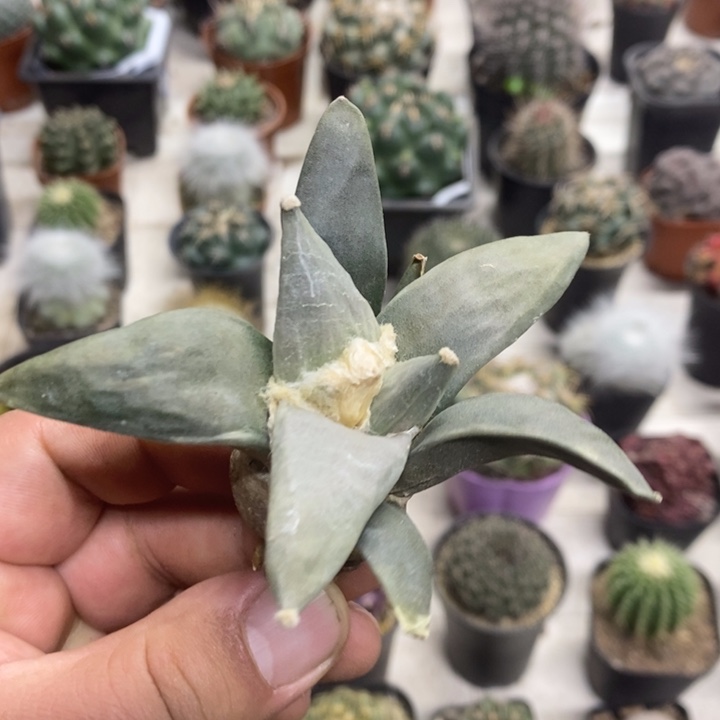 实生裸根烟牡丹特价