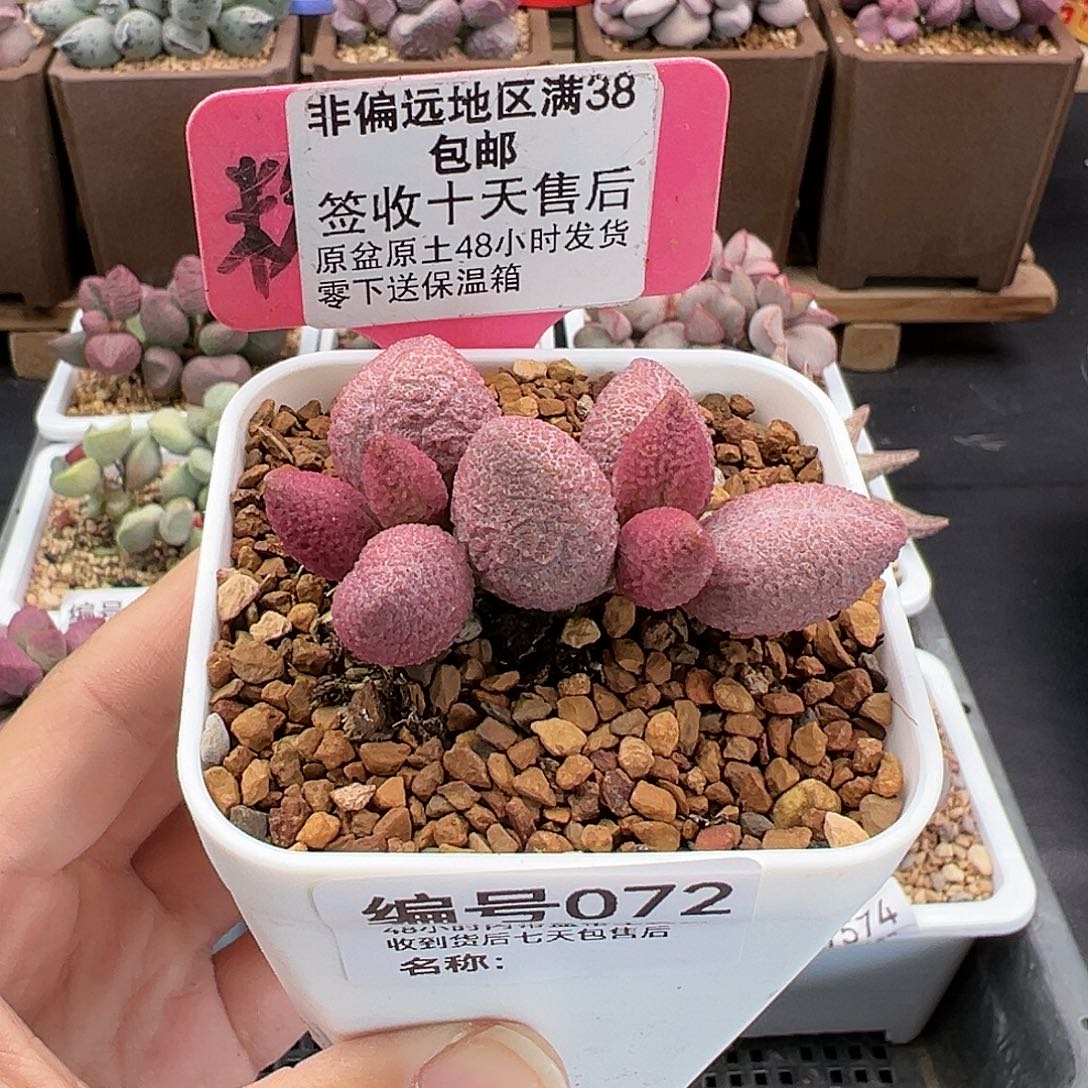 072糖果多肉植物