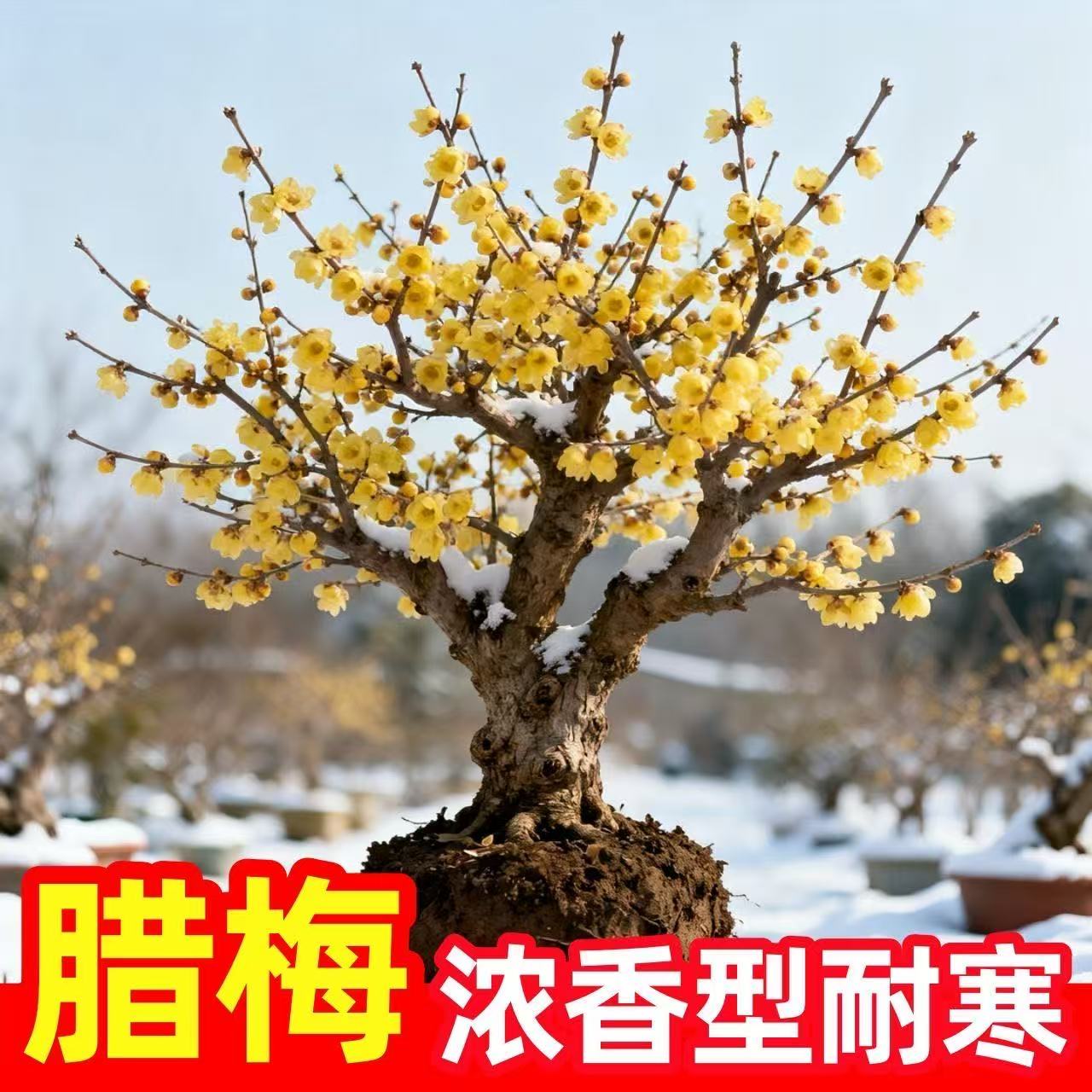 素心腊梅 带花苞植物阳台四季浓香冬季开花耐寒