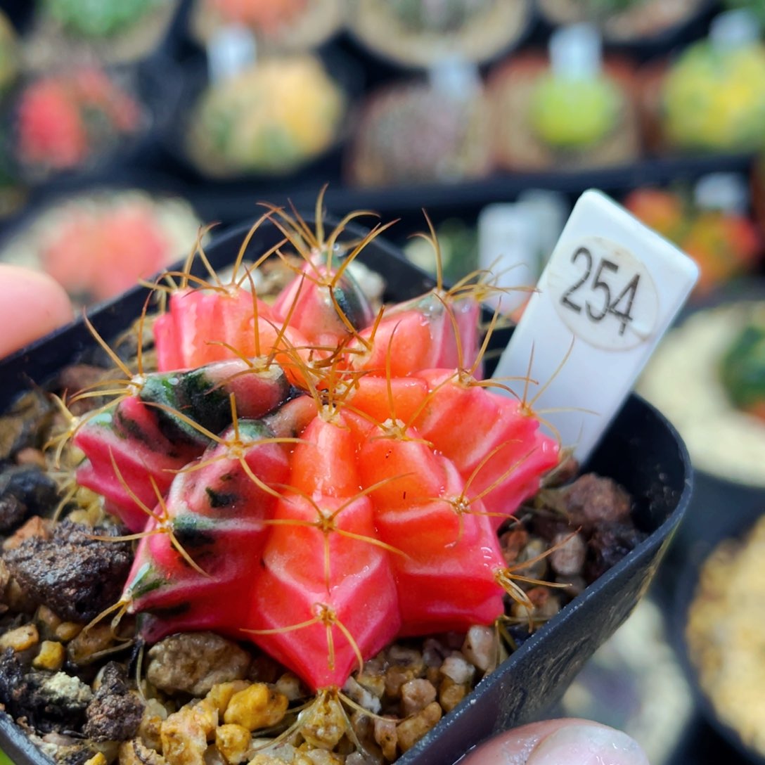 光***子盆5公分满25包邮裸根发货