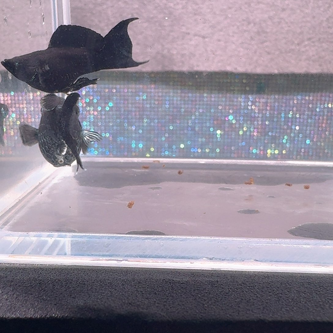 海水鱼燕尾电镀一对