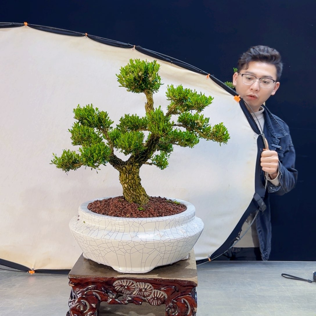 高端皱皮黄杨盆景