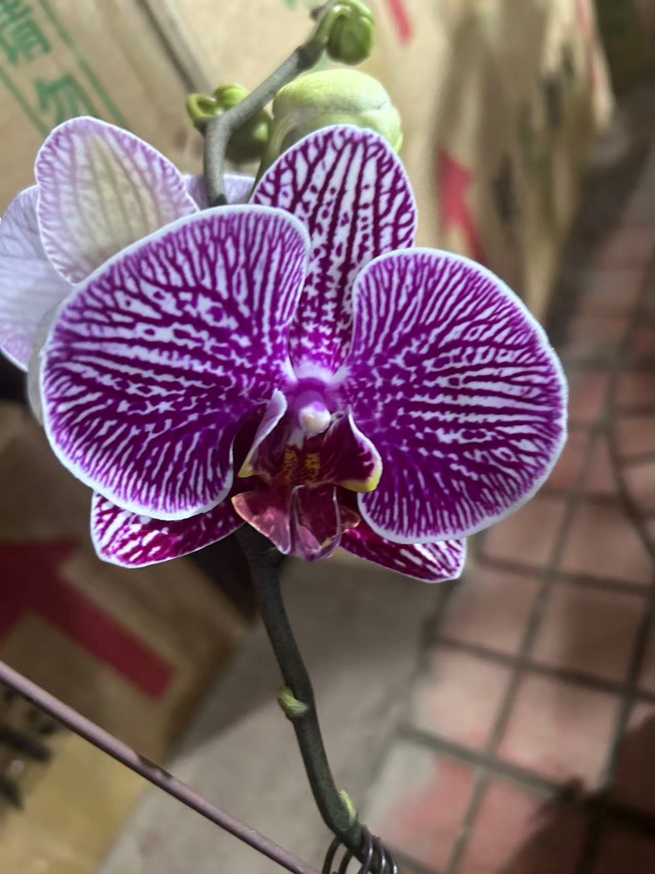 蝴蝶兰 法国斑  带花带花苞