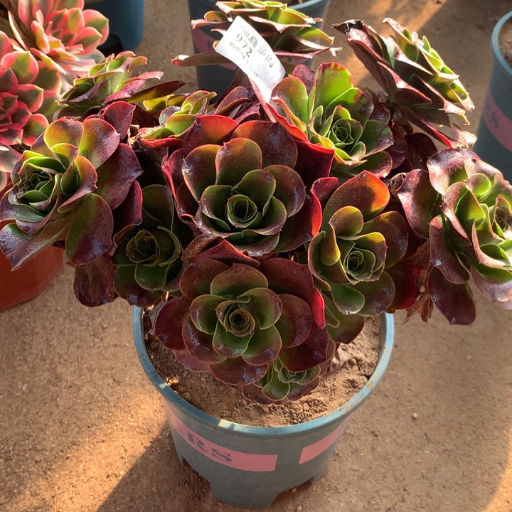 972玫瑰多肉植物特价