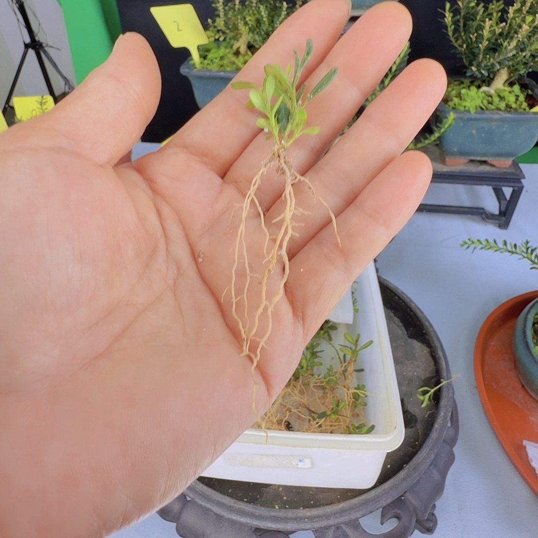 完全开放凤凰山米叶黄羊扦插苗