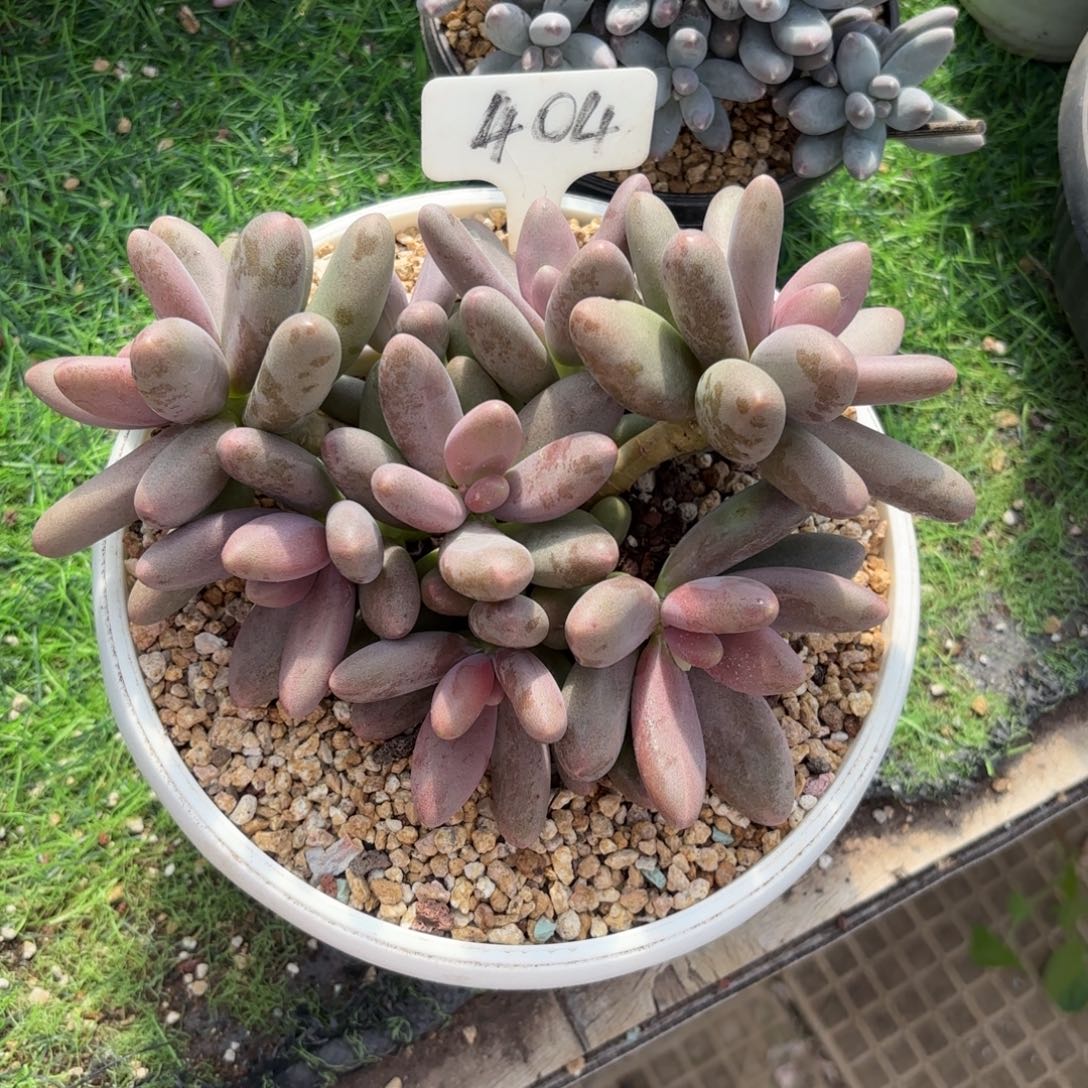 捂****404fghjjkkkkkkkk多肉