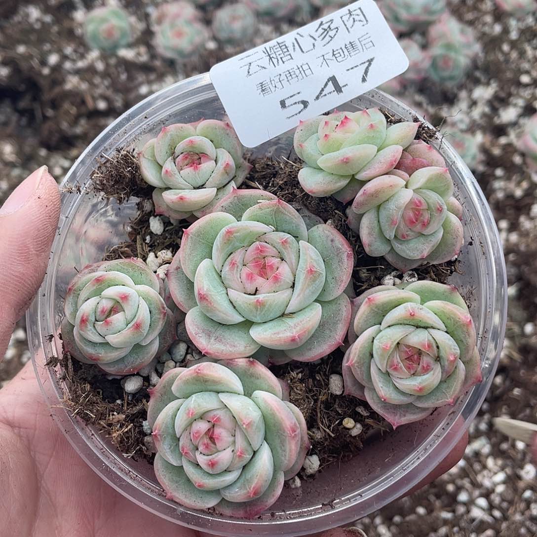 云糖心多肉植物547
