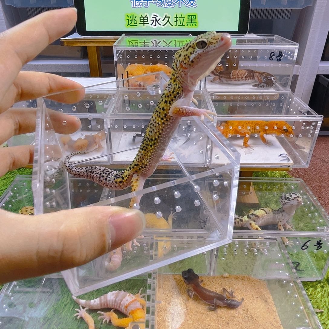 守宫可爱好看迷人