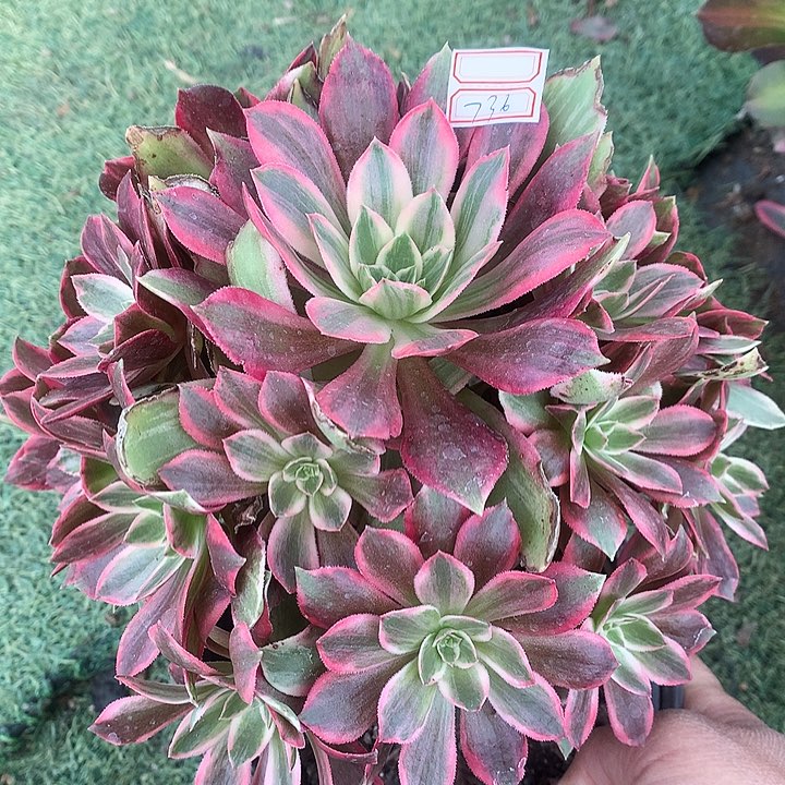 736浣纱多肉植物