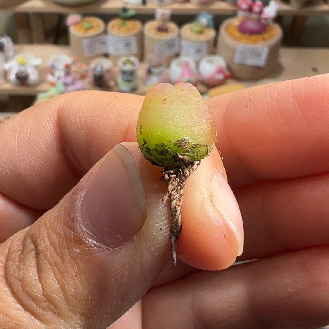 多肉植物111号拉登