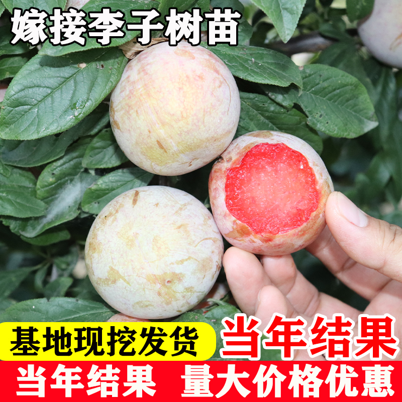 嫁接李子树苗晚熟早熟蜂糖大果纯甜李子果苗南方北方种植当年结果