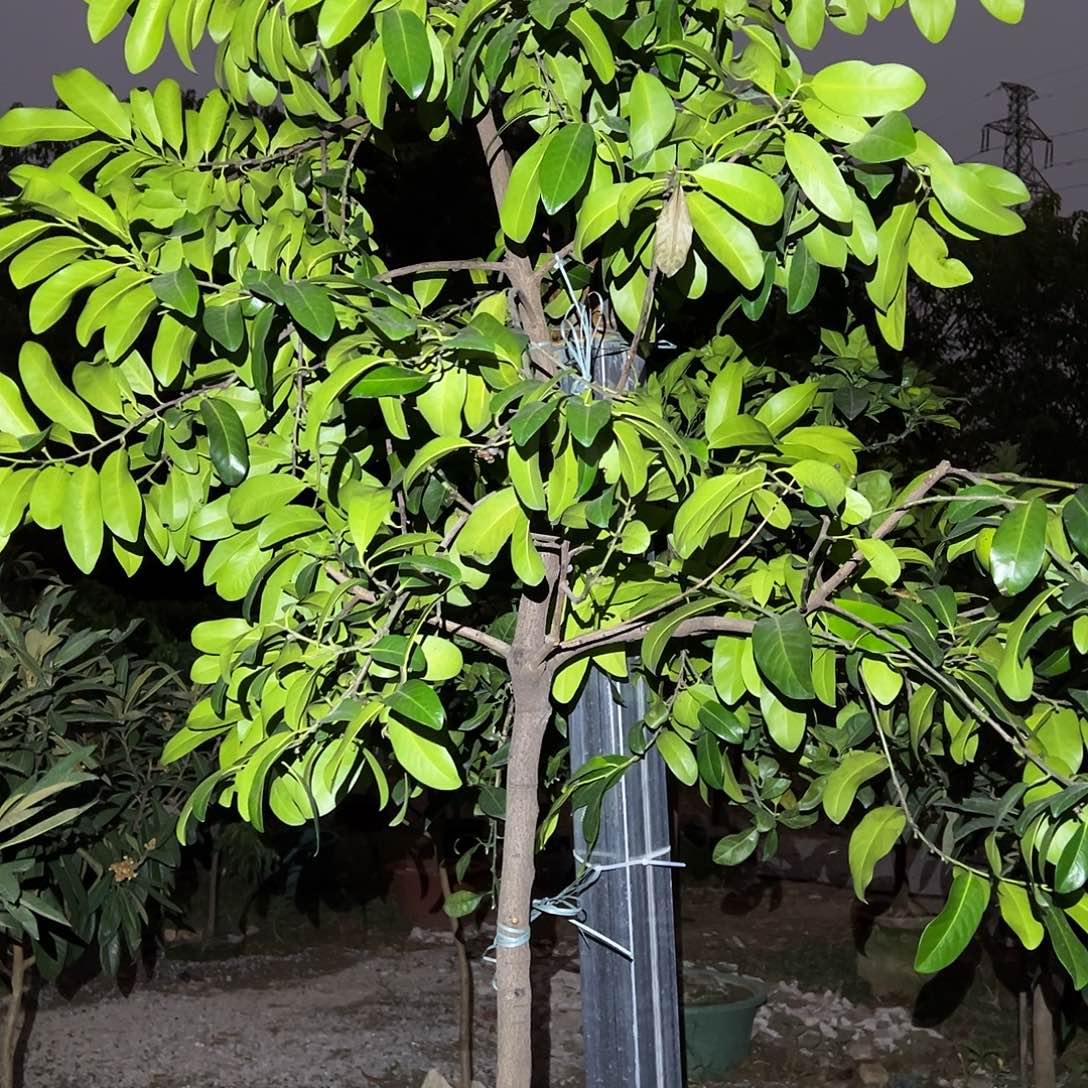 不***心完全开放果树果树2222