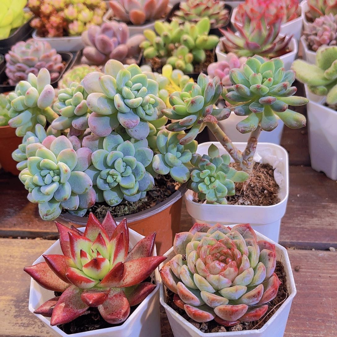 如图4盆福利套餐111111111