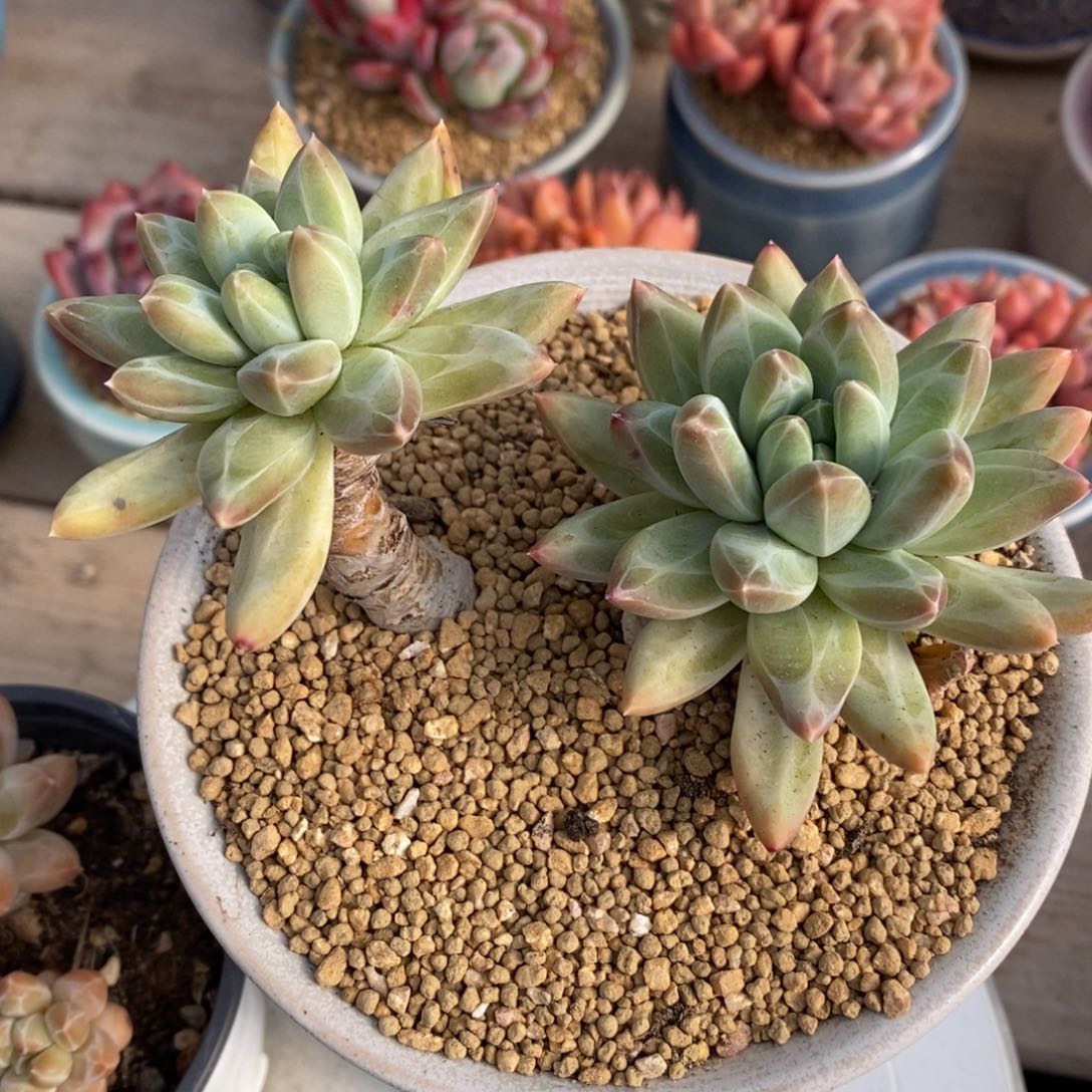 可问主播品种，下滑链接更多品种多肉植物选择