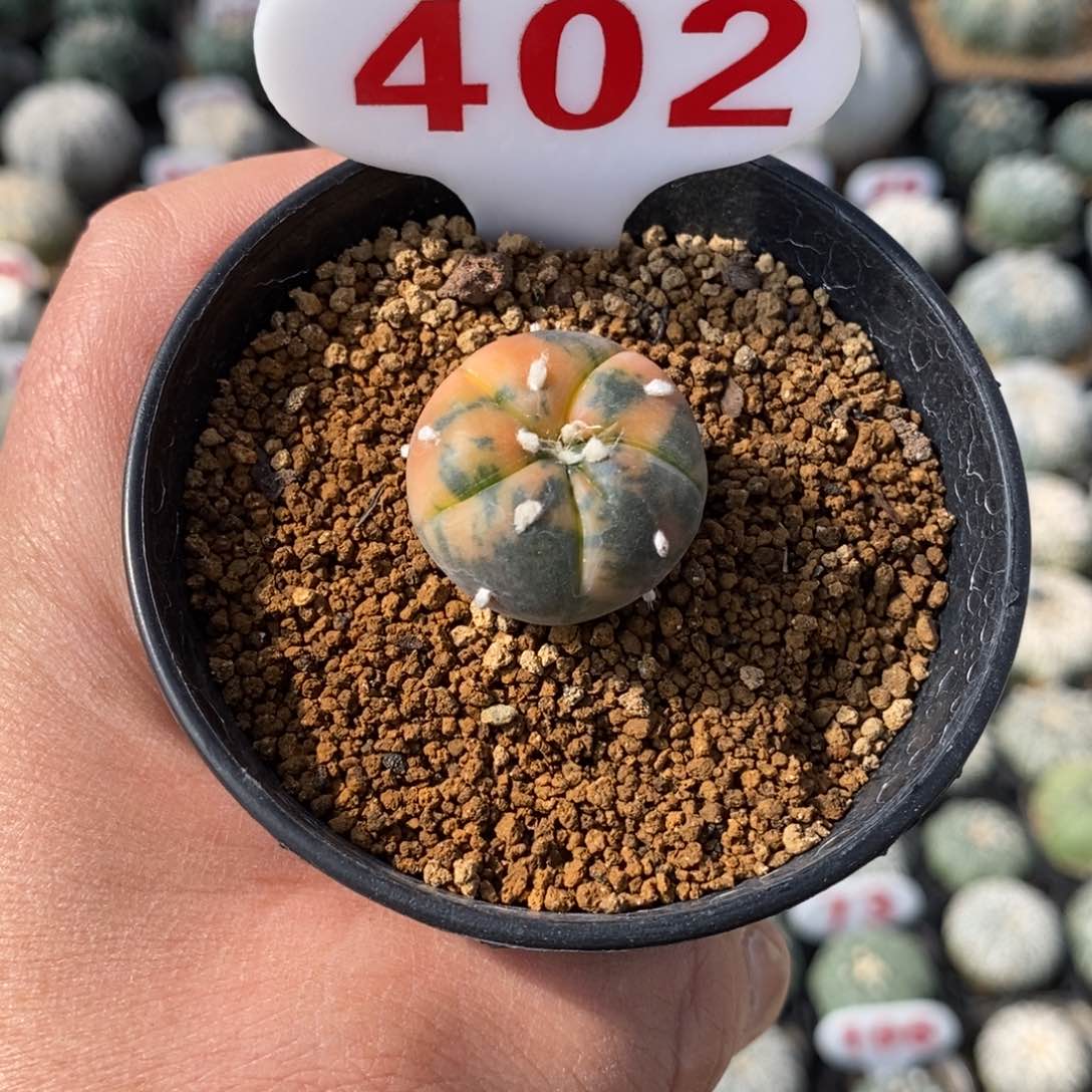 402五愣兜锦福利多多