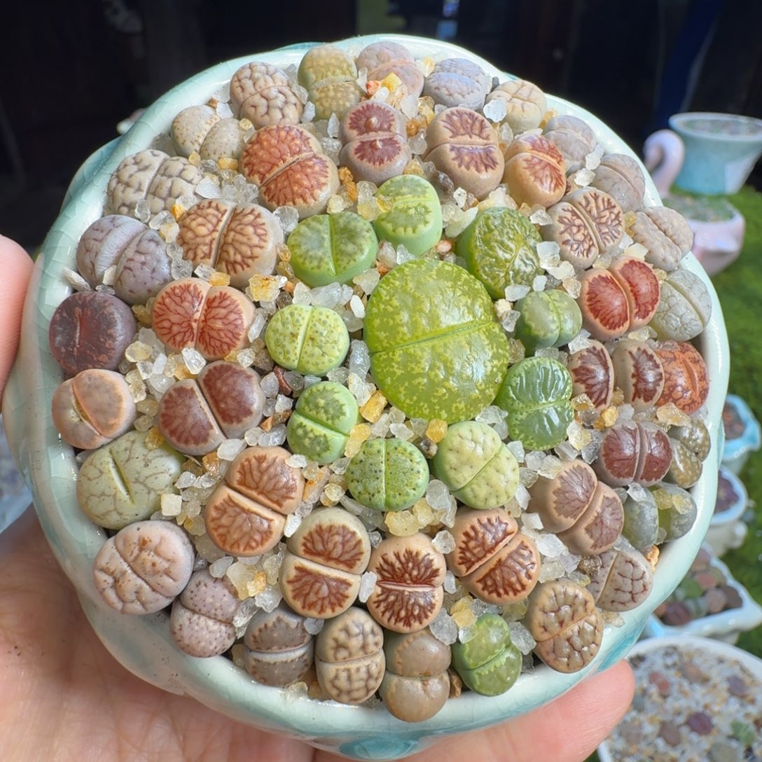 多肉植物福利冲1379