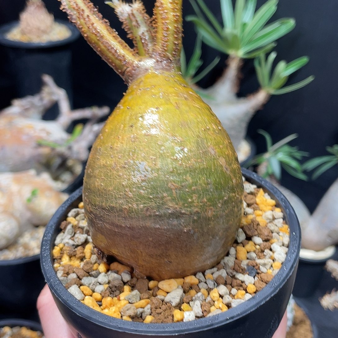 金皮小号象牙宫可发发货可寄养