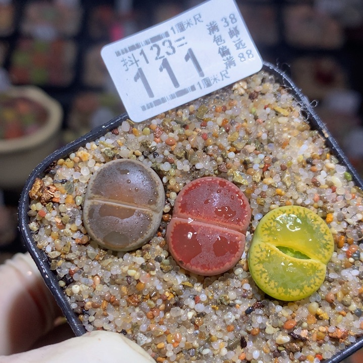 精品生石花123.111