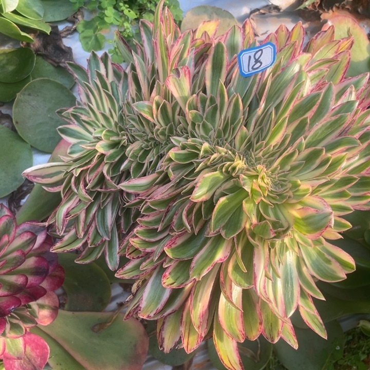 18嫁接V锦锦缀化法师锦