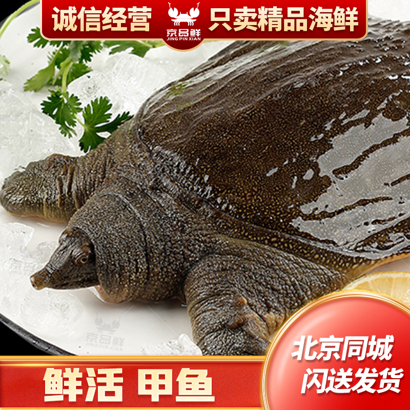 鲜活2斤甲鱼青黄背 