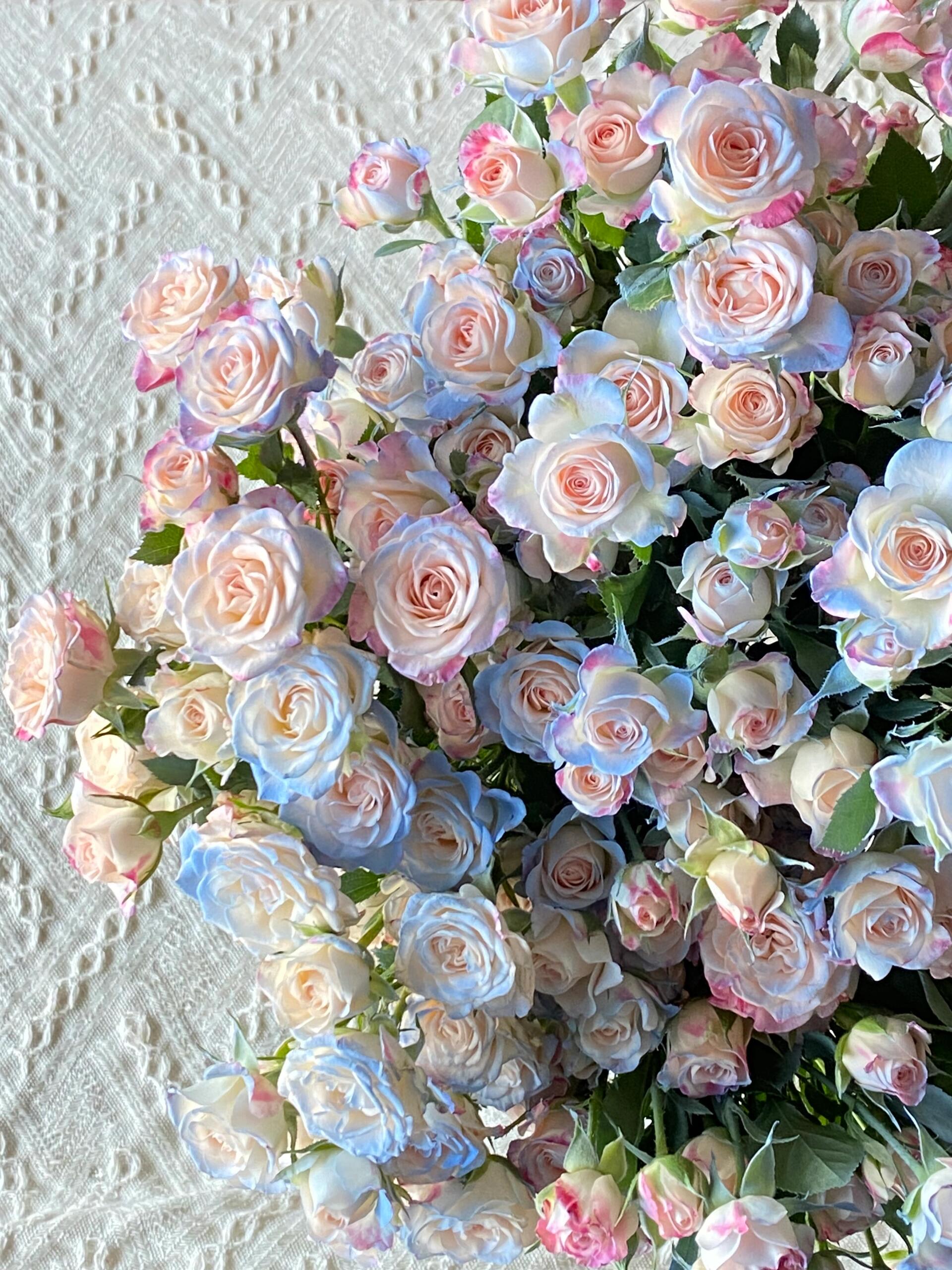 【买一送一】小头喷色蓝色折射泡泡10支 多头玫瑰 云南基地鲜花