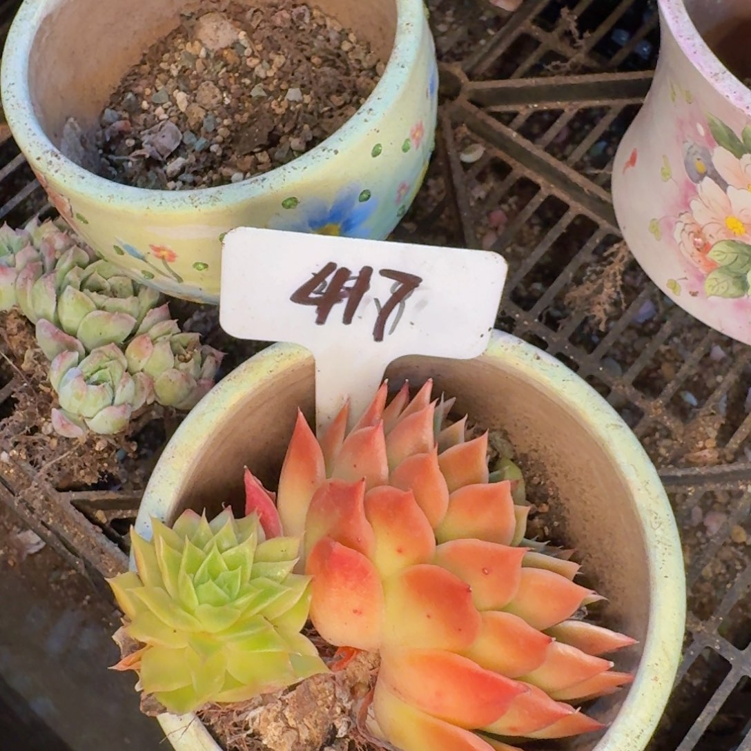 多肉植物的生长发育与生长