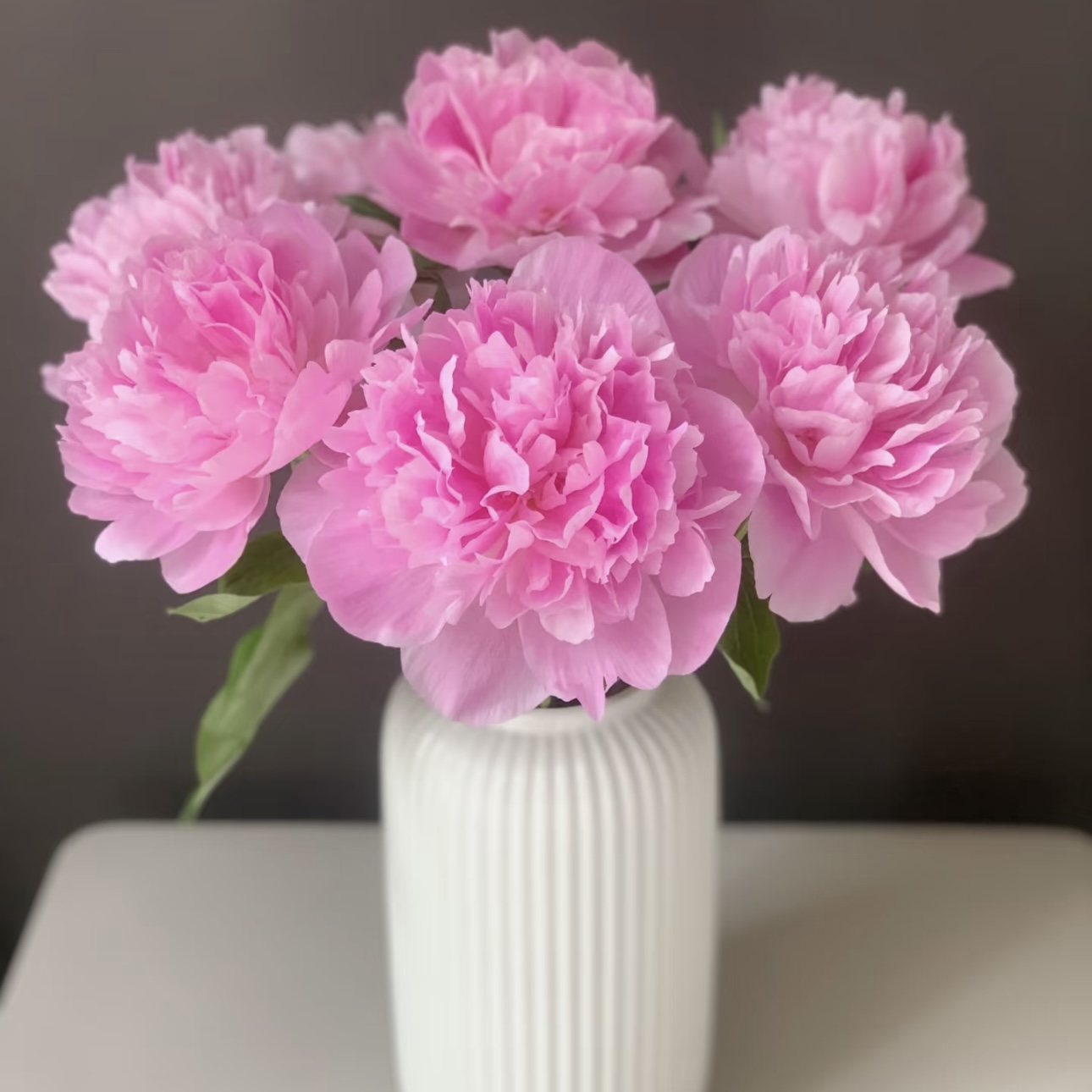 『芍药-蓝梦（粉）』高品质 粉色芍药 全场一单包邮 两单顺丰