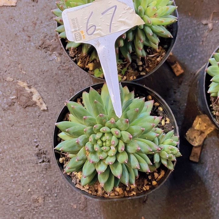 云***60000000000000000067