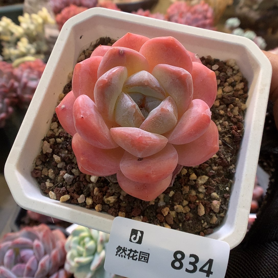 834糖心母本多肉植物