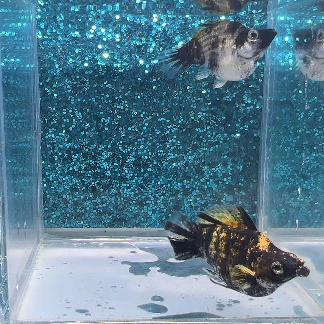 孔雀鱼虎皮玛丽一对0067