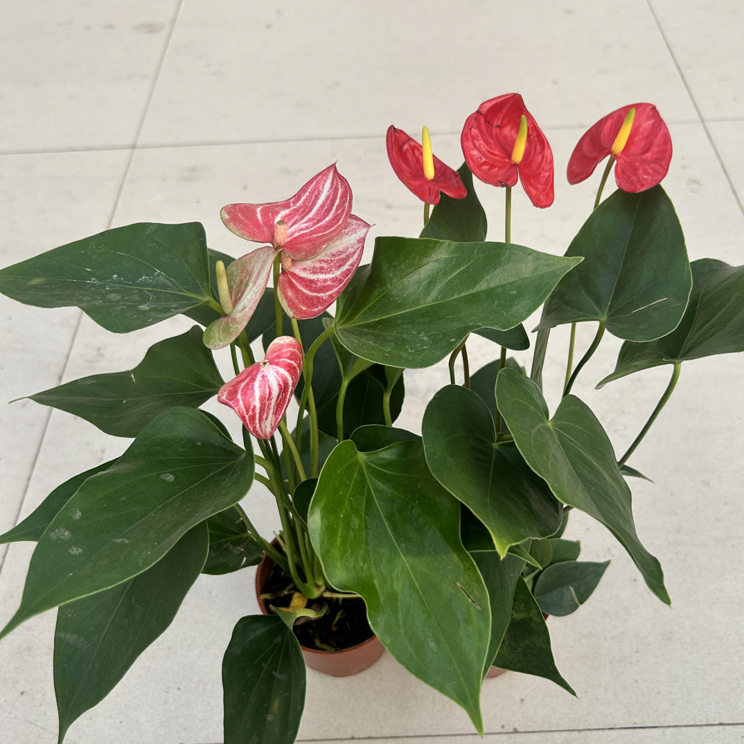 红掌和利维姆四季开花