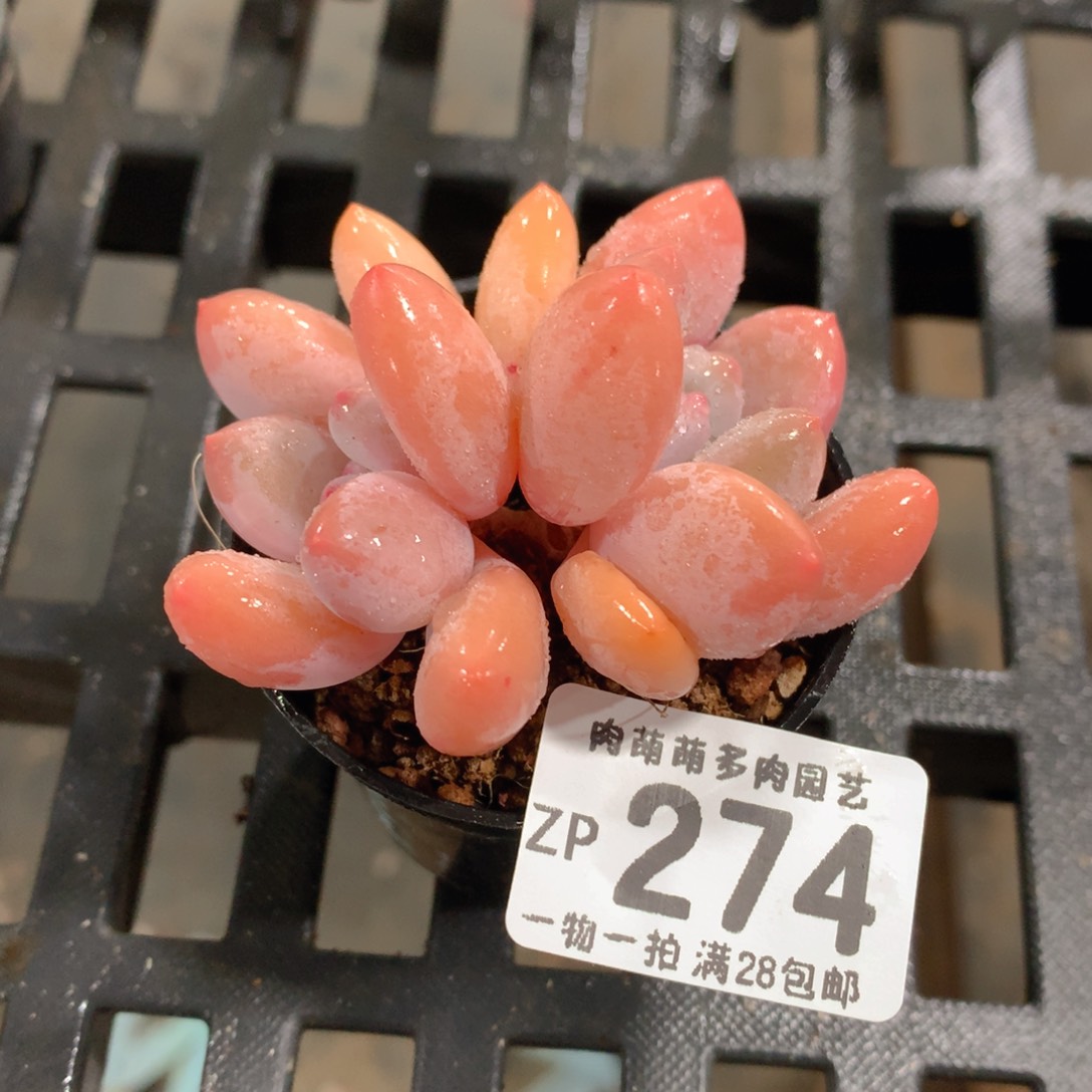 肉萌萌拇指盆精控多肉ZP274