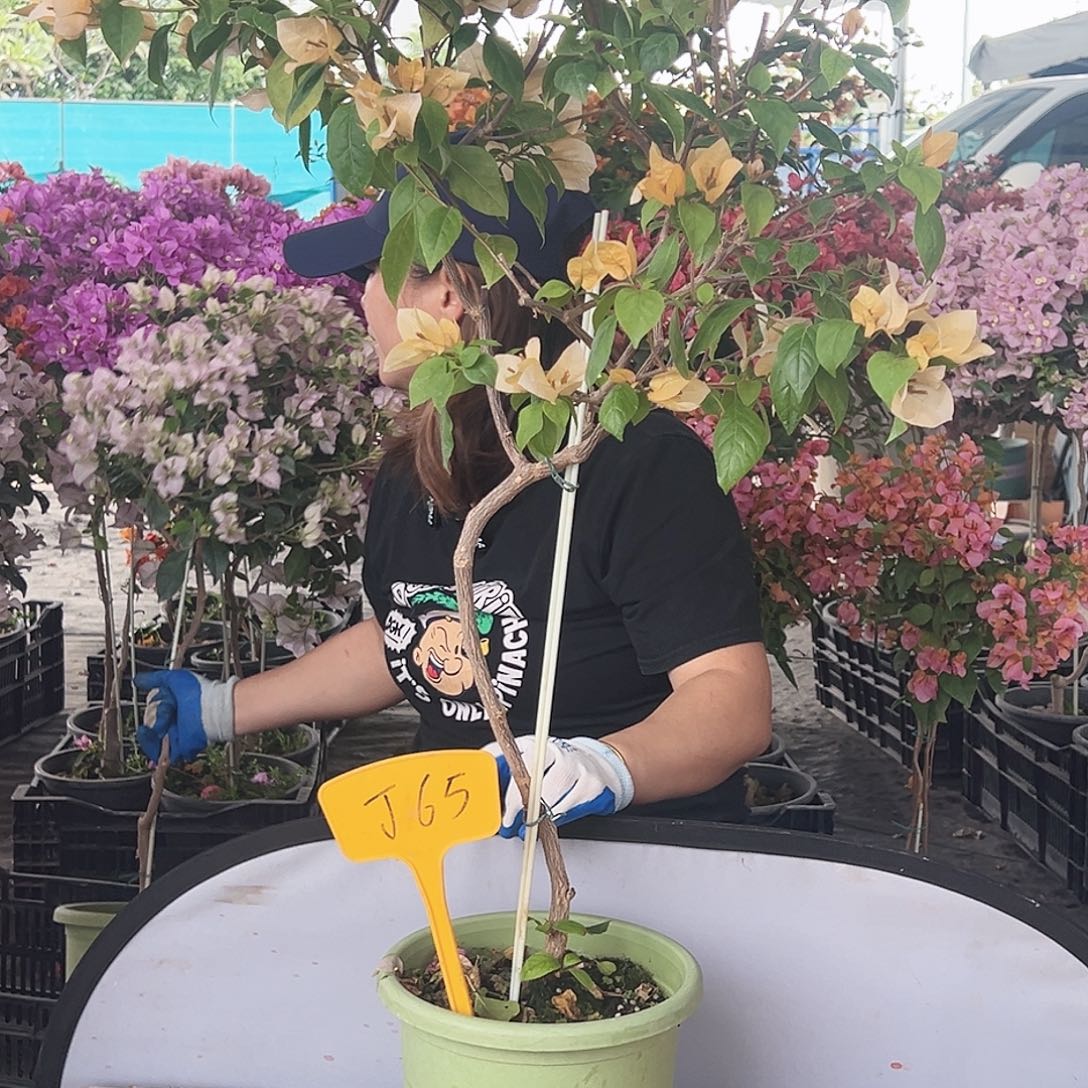 文***·大部分花苞少量开放J65苏瓦娜