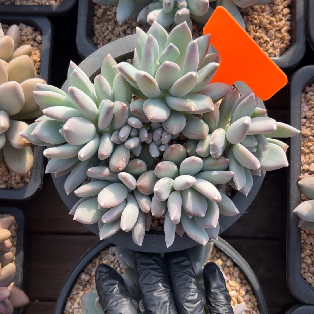 美人杂111111111111111